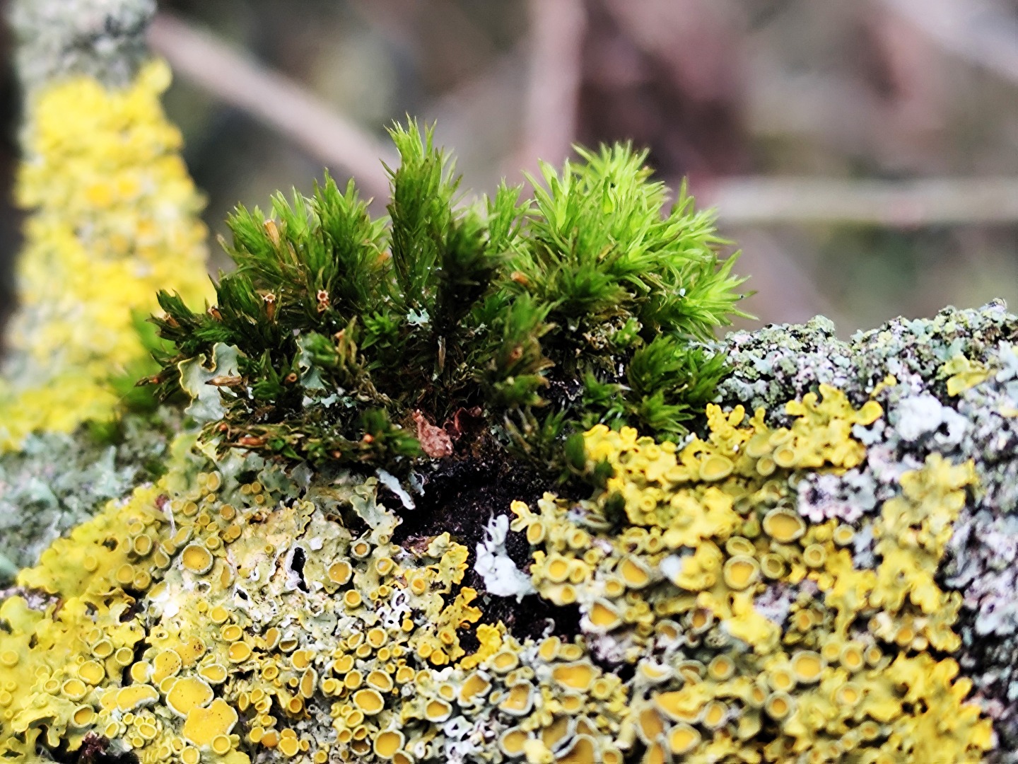 Polster-Kissenmoos und Gewöhnliche Gelbflechte