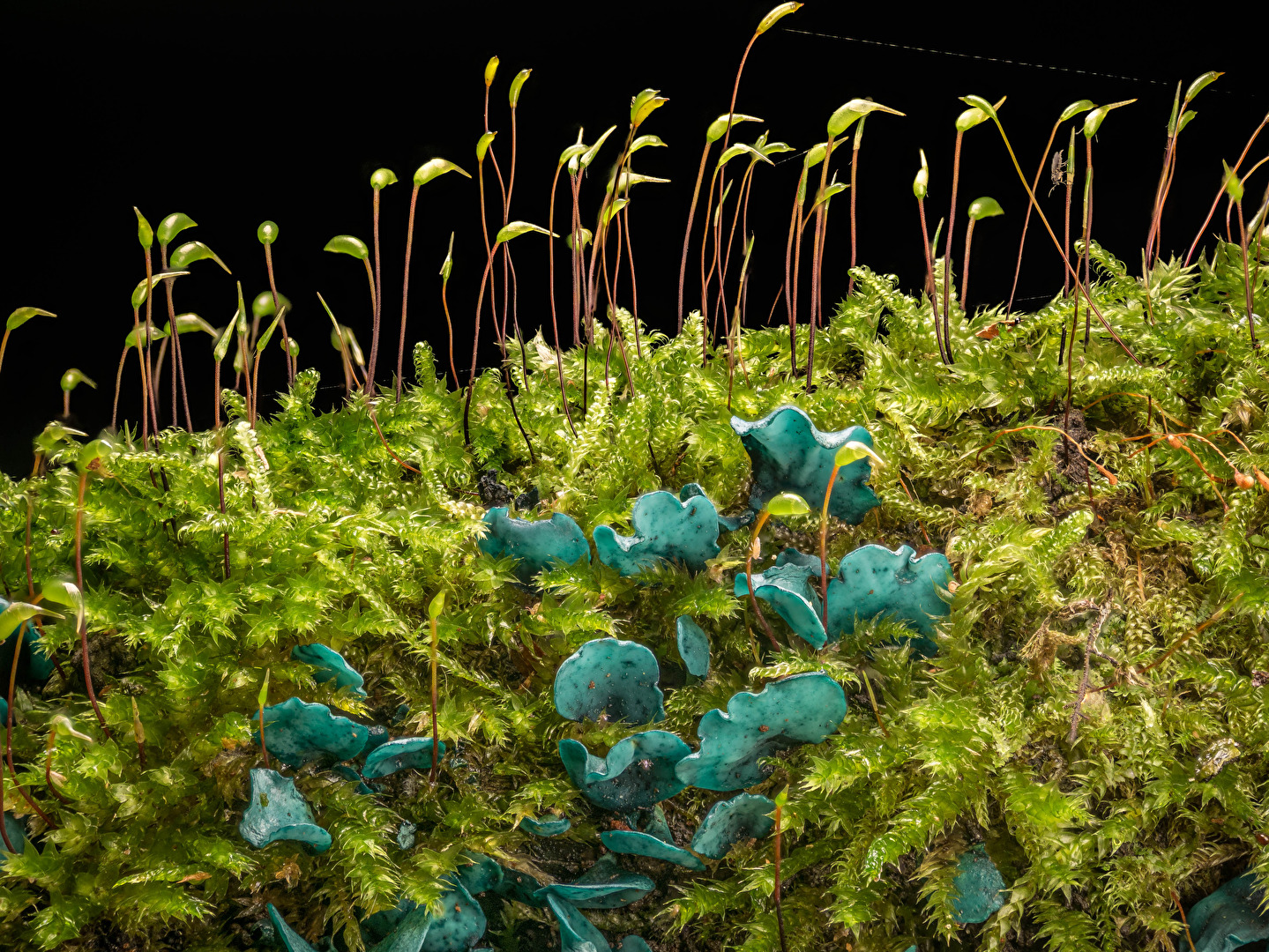 Kleinsporige Grünspanbecherling (Chlorociboria aeruginascens)