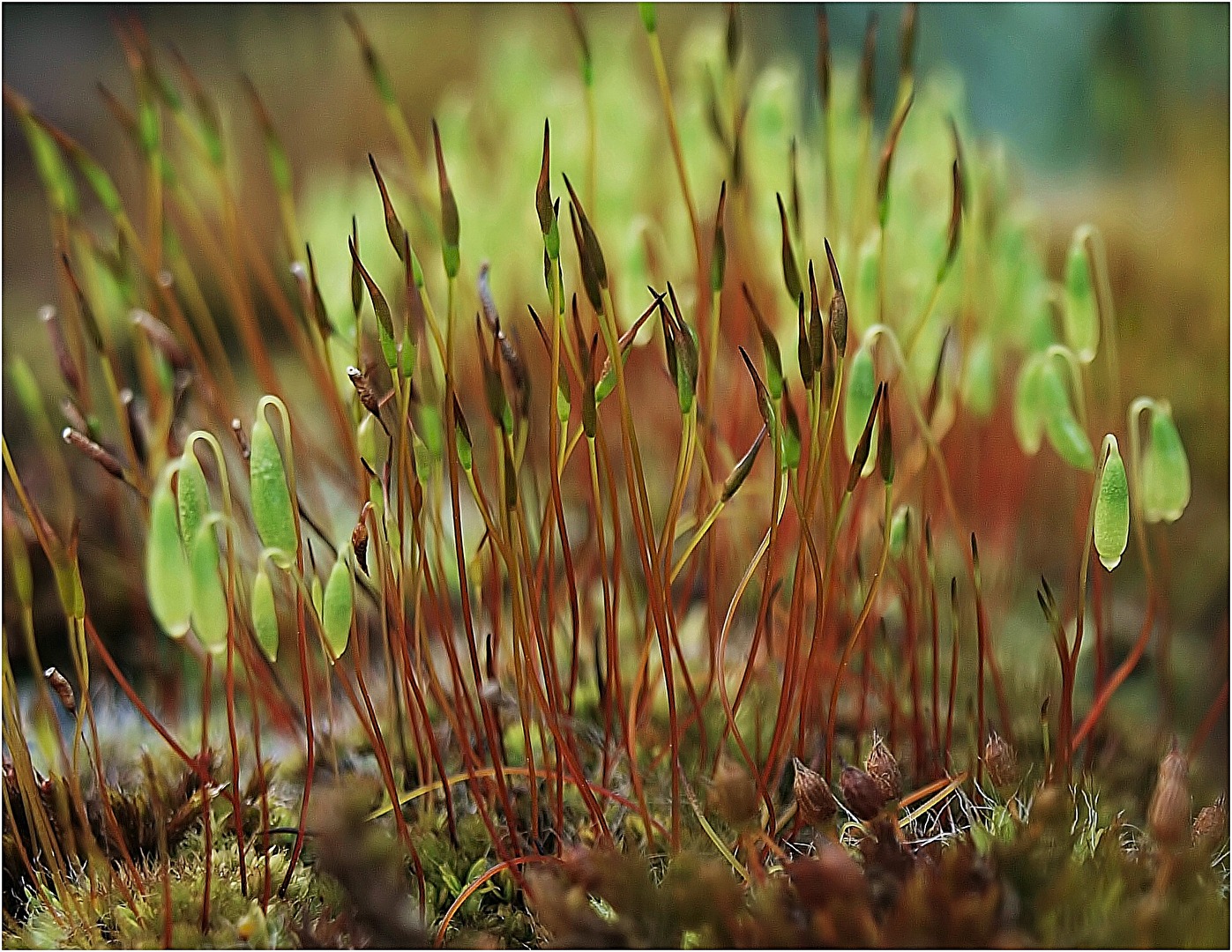 Moss reproductive organs