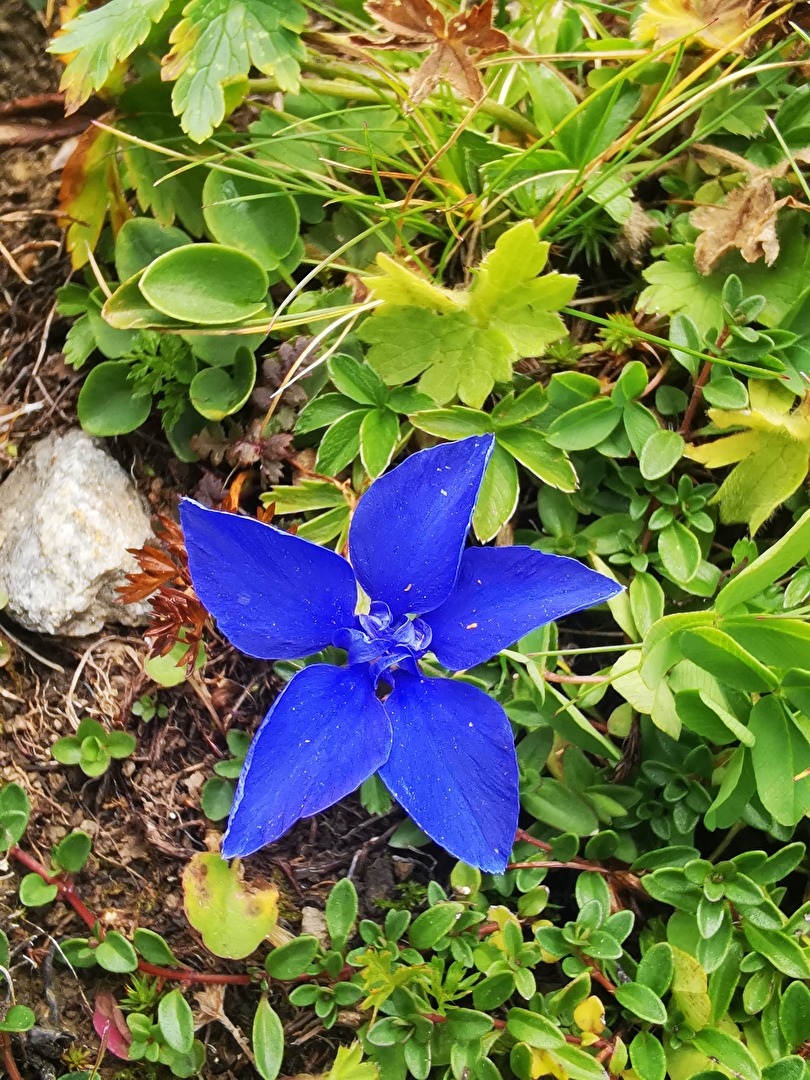 was ist das für eine Blüte