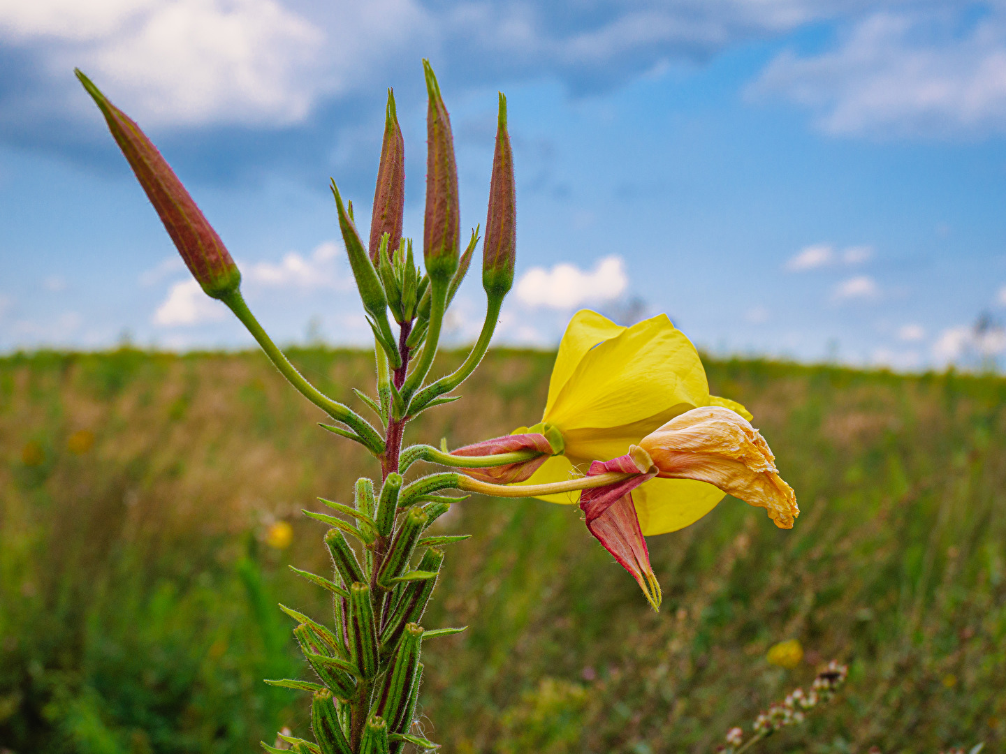 Großblütige Nachtkerze