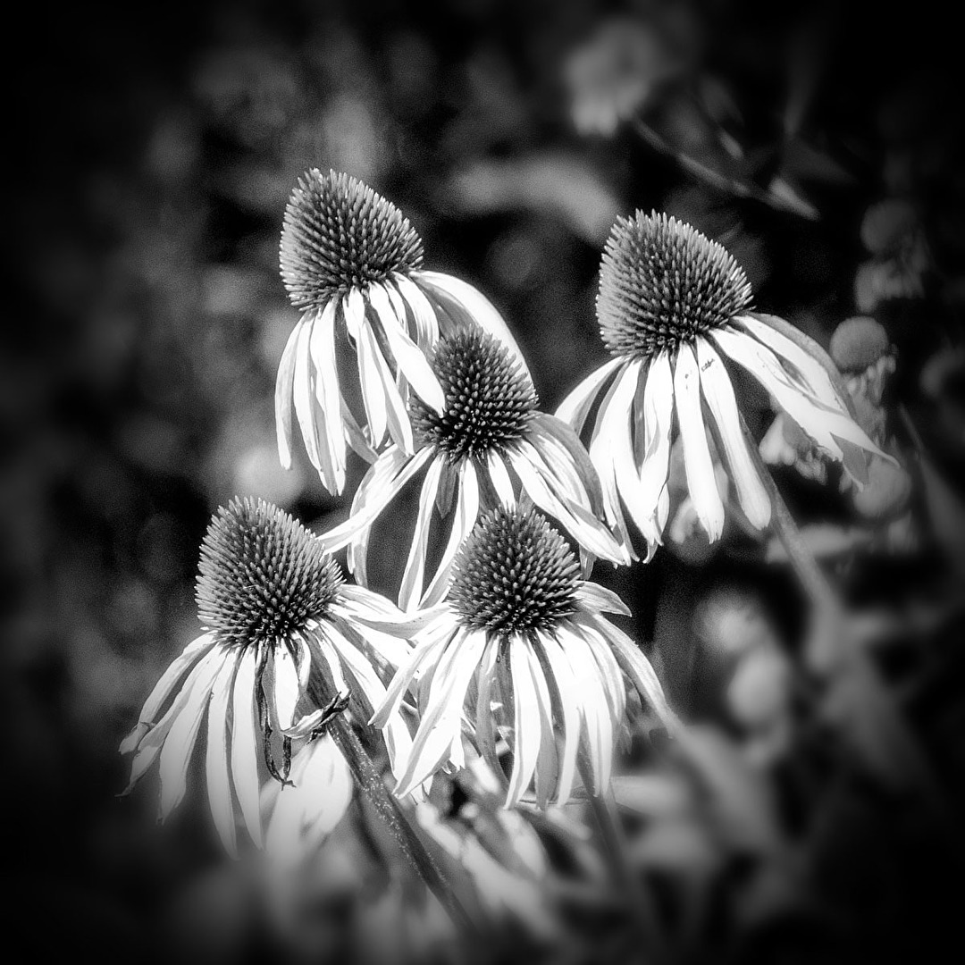 Echinacea