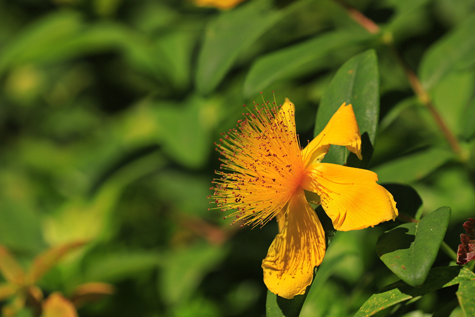 True St. John's Wort