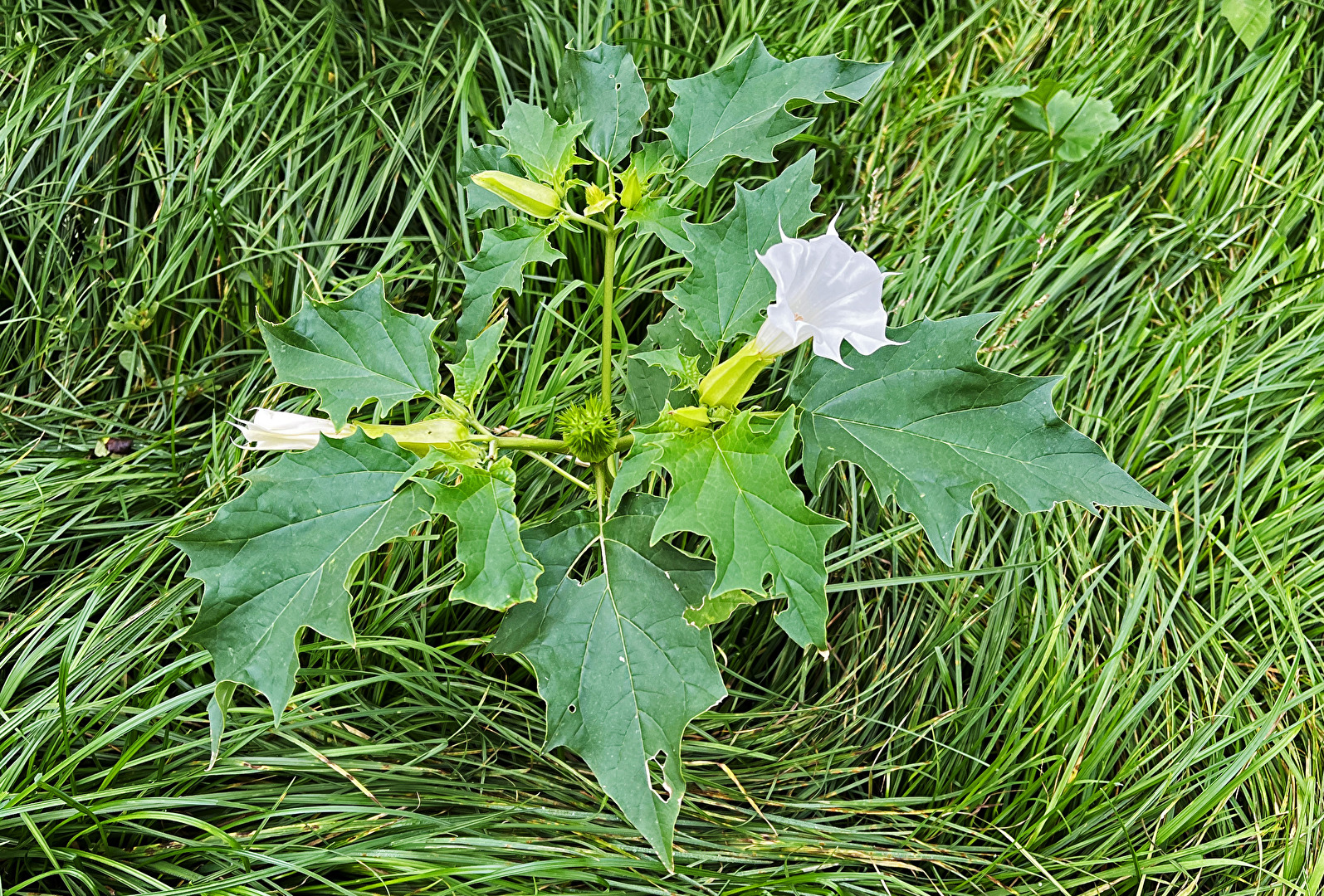 Datura stramonium (Gemeiner Stechapfel)