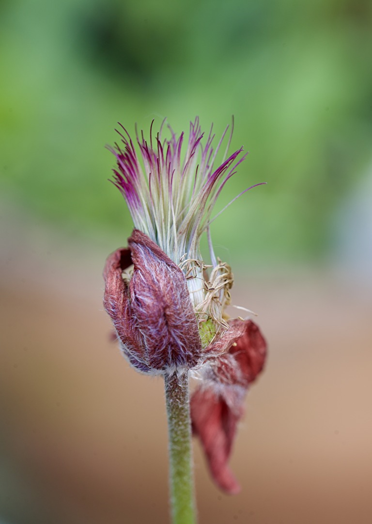 Medizin Pulsatilla