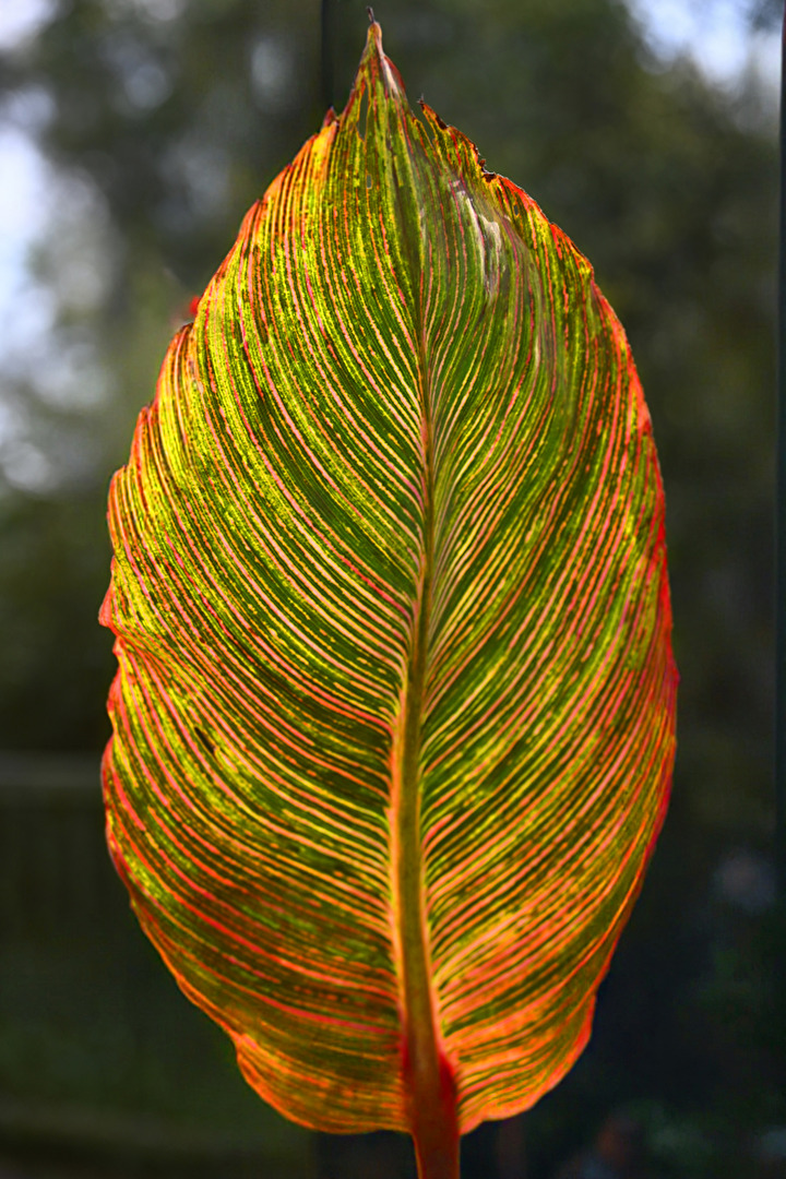 Blatt eines Indischen Blumenrohrs