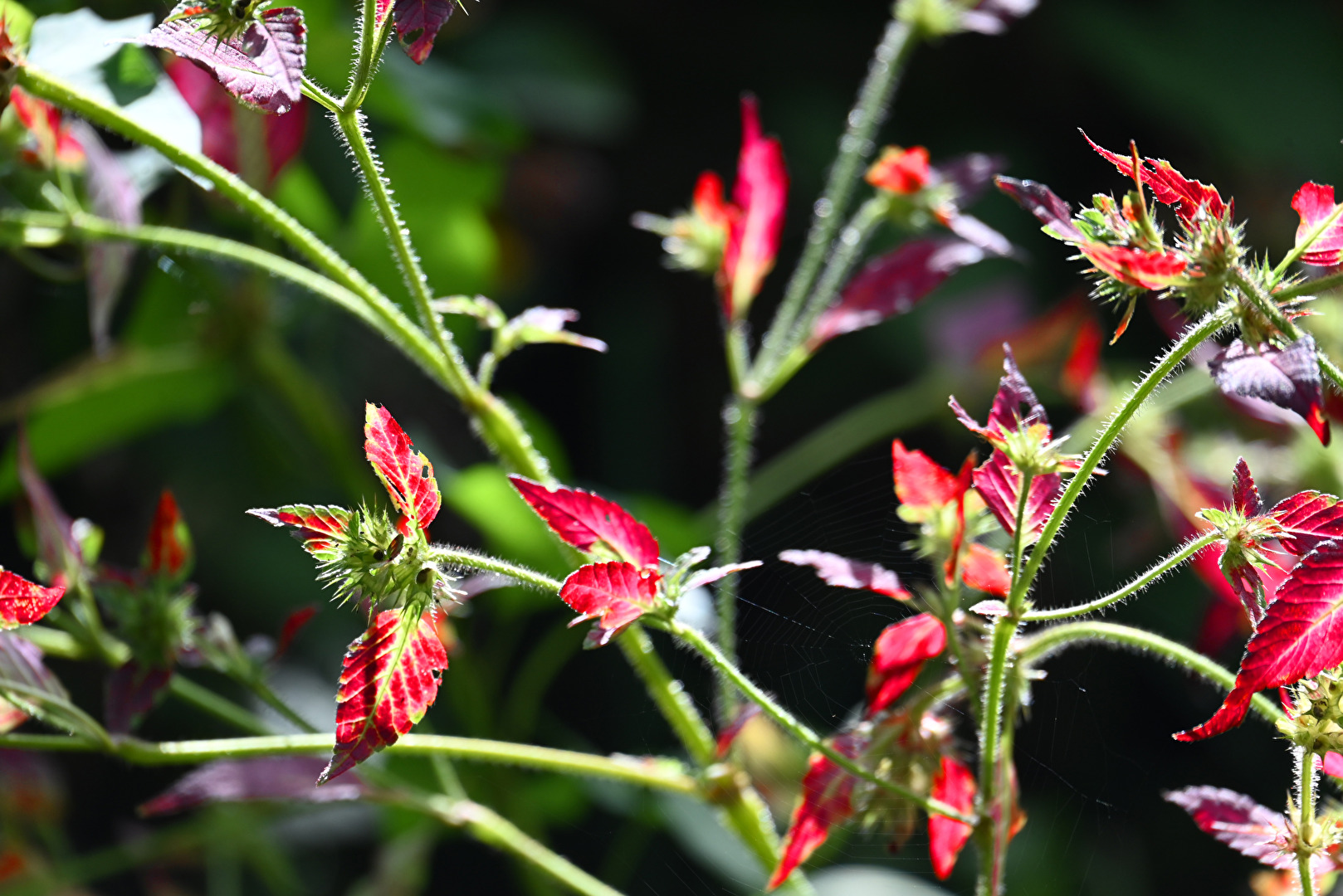 Strauch im Sonnenlicht