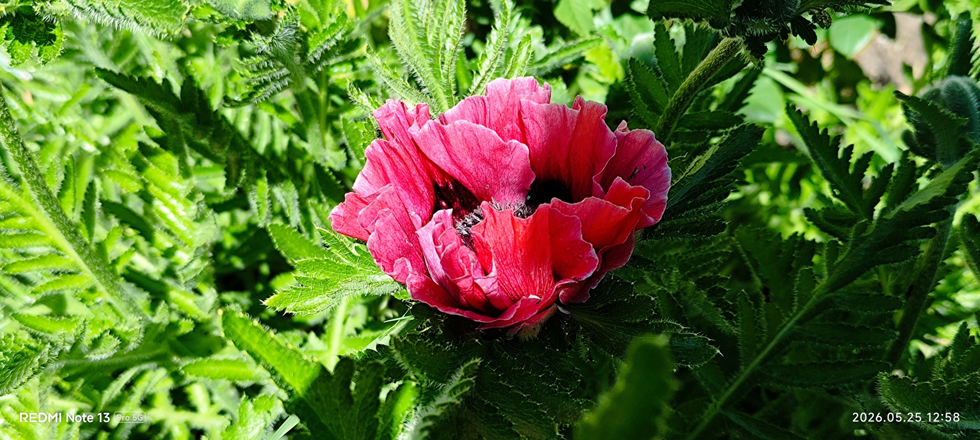 Mohn