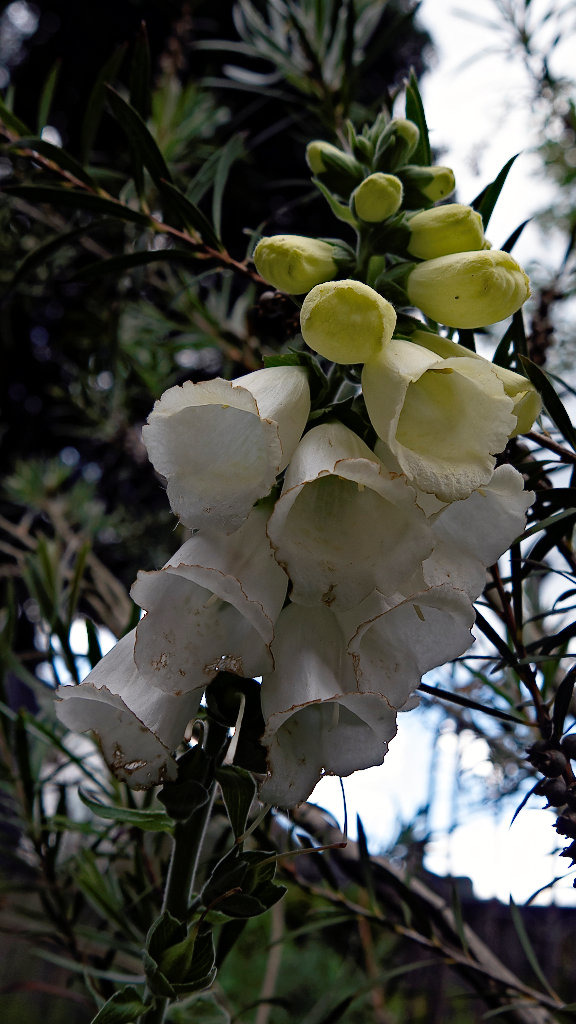 Digitalis