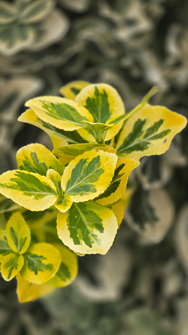 Vert-jaune