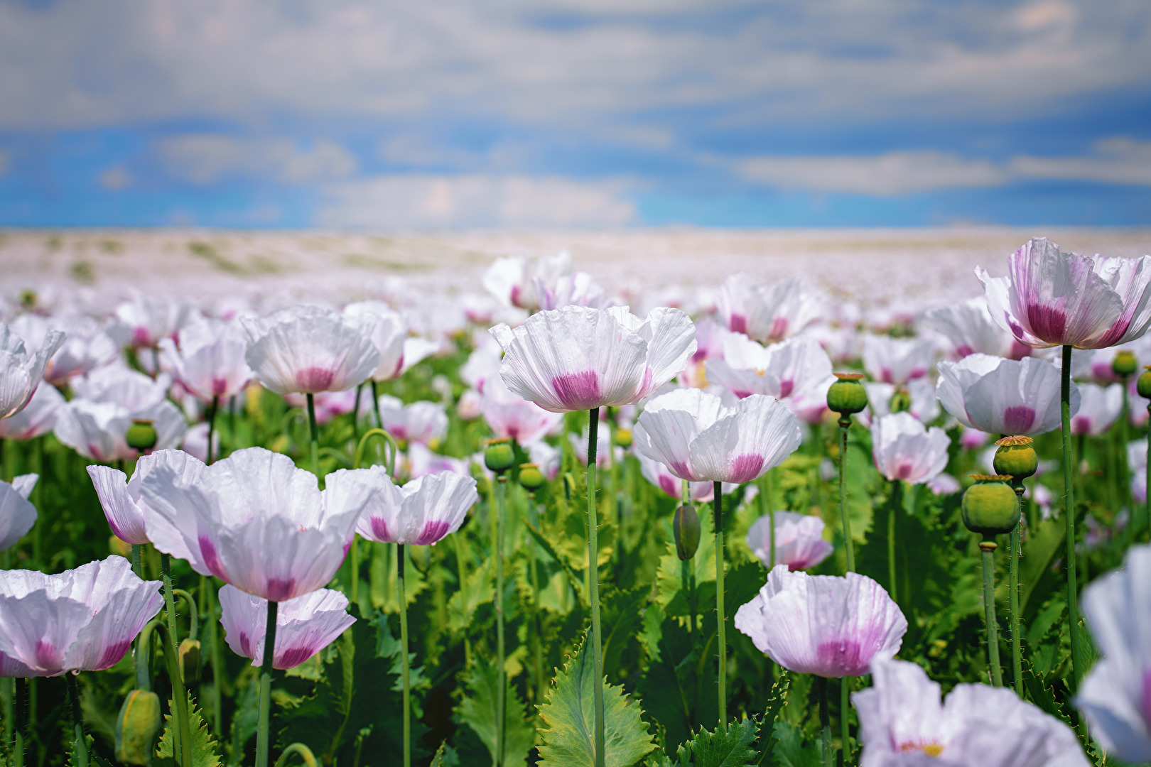 Getreide & Feldfrüchte