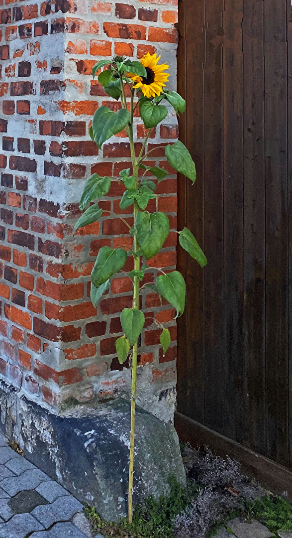 Sonnenblume vor Einfahrt
