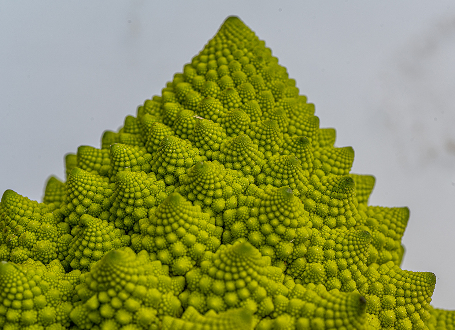 Romanesco