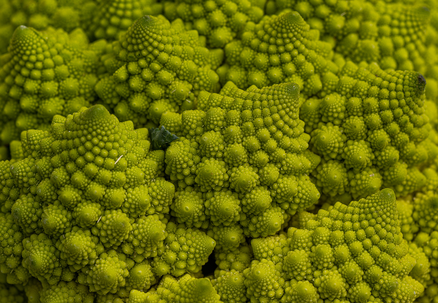 Romanesco