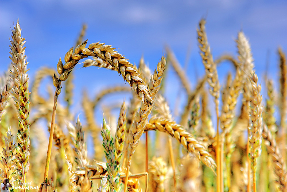 Eine Frage der Ähre.