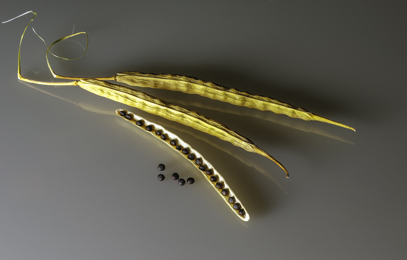 Getreide & Feldfrüchte