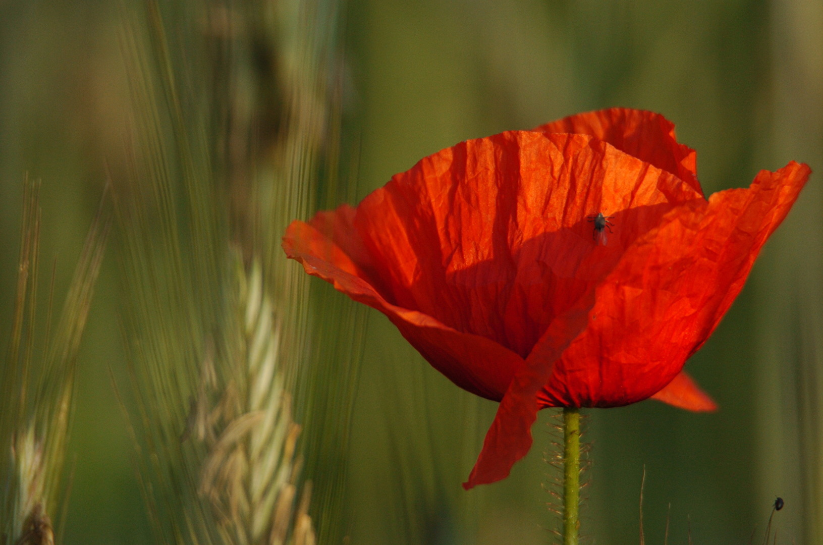 Mohn im Feld