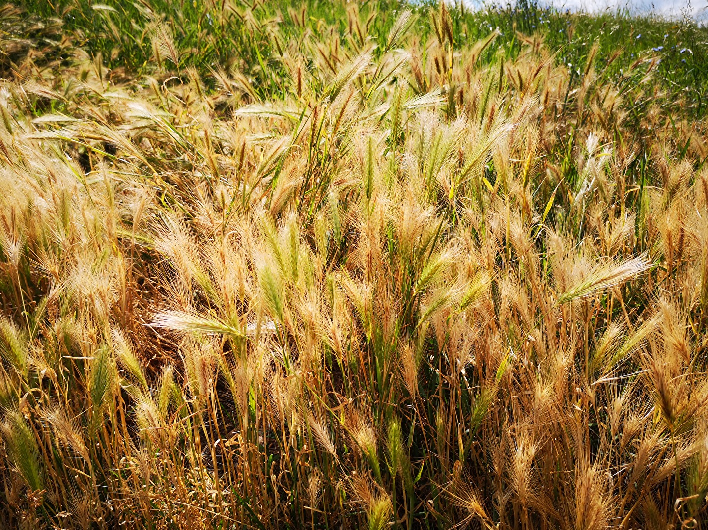 es wird nicht geerntet, bereichert den Elbdamm