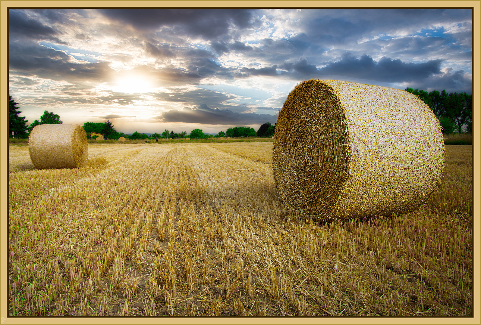 Getreide & Feldfrüchte