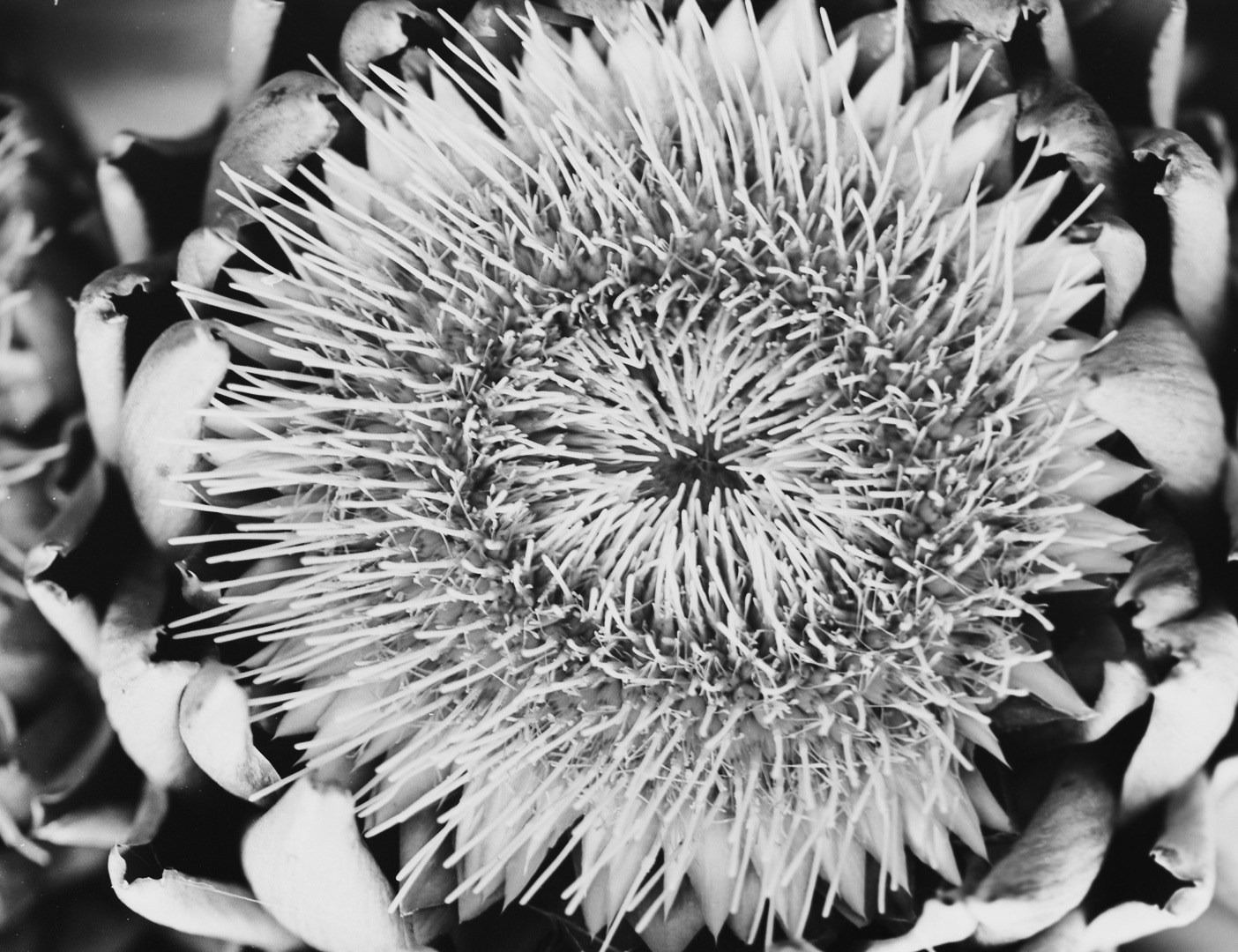 Cynara cardunculus var. scolymus