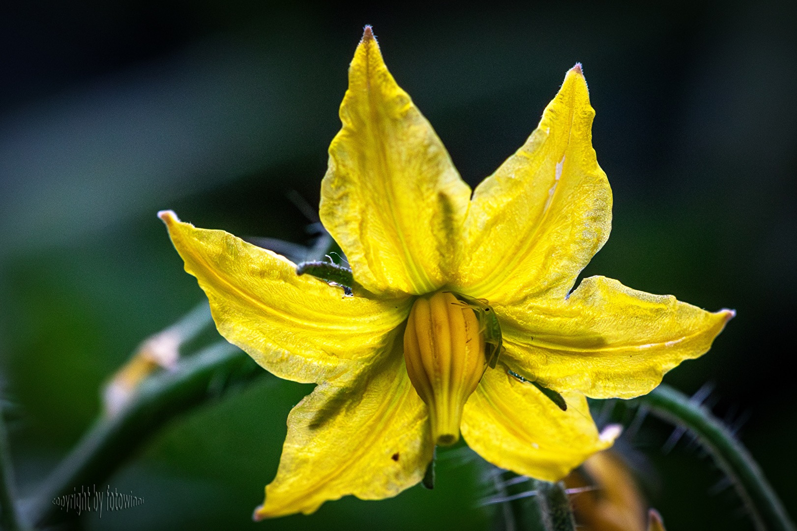 Tomatenblüte
