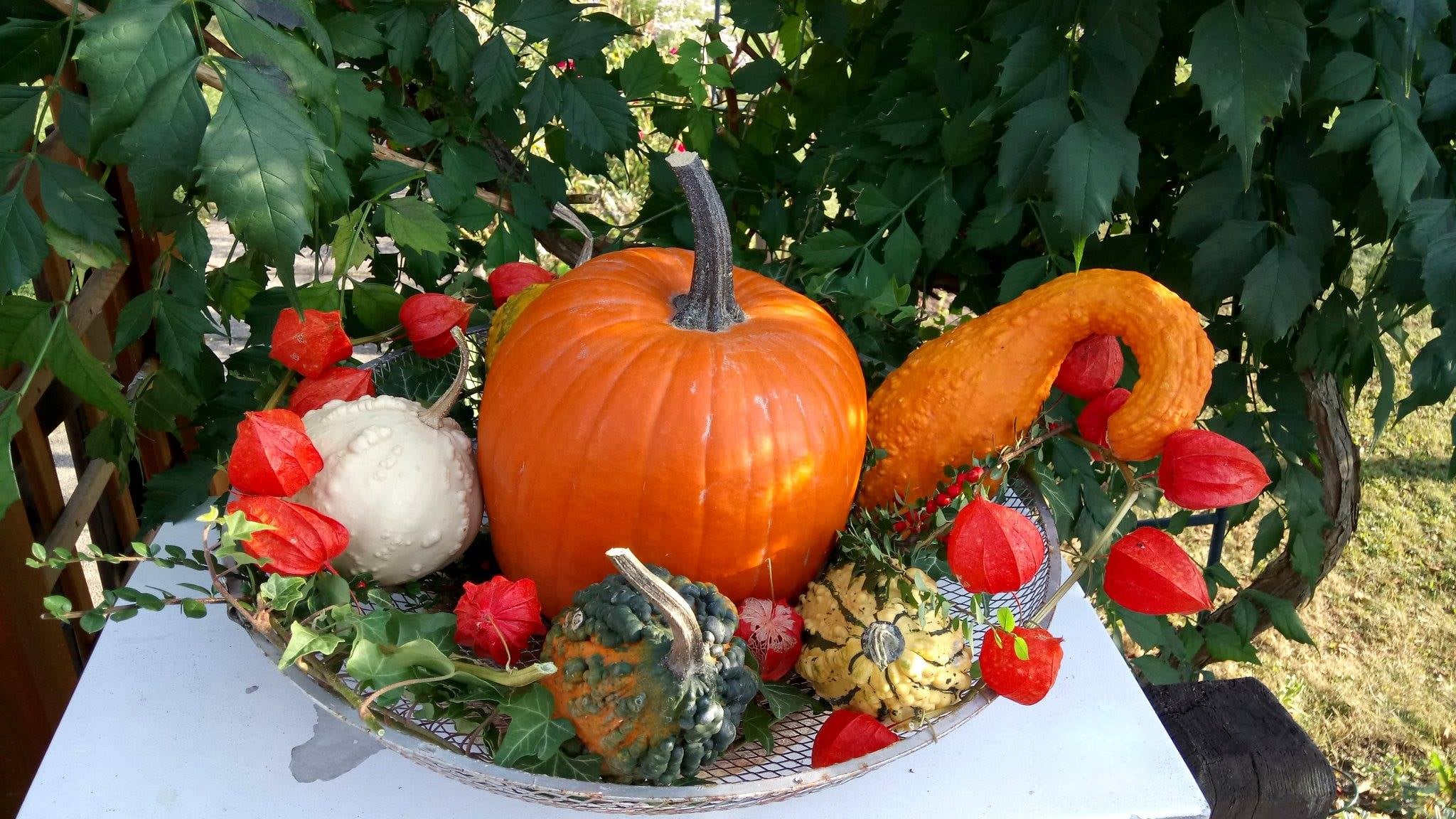 #Herbstfrüchte
