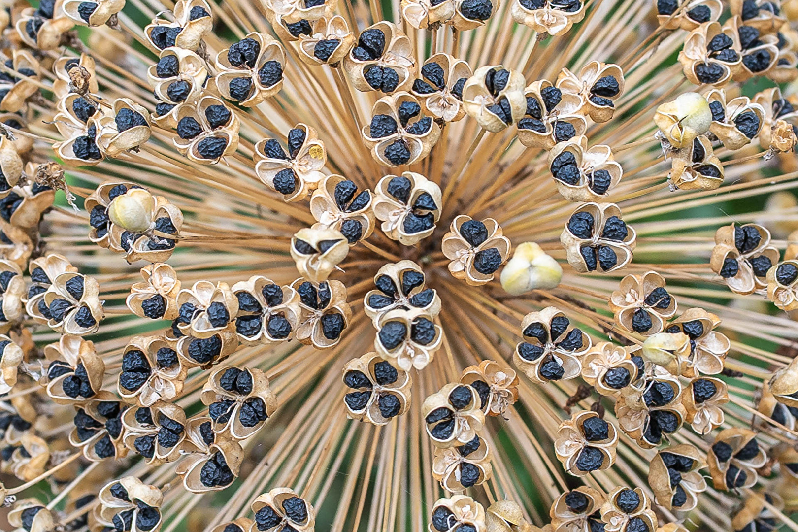 Allium