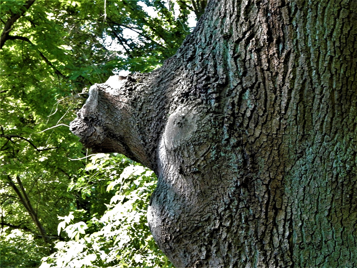 mit den Augen sehen, ein Raubtier schaut aus dem Stamm
