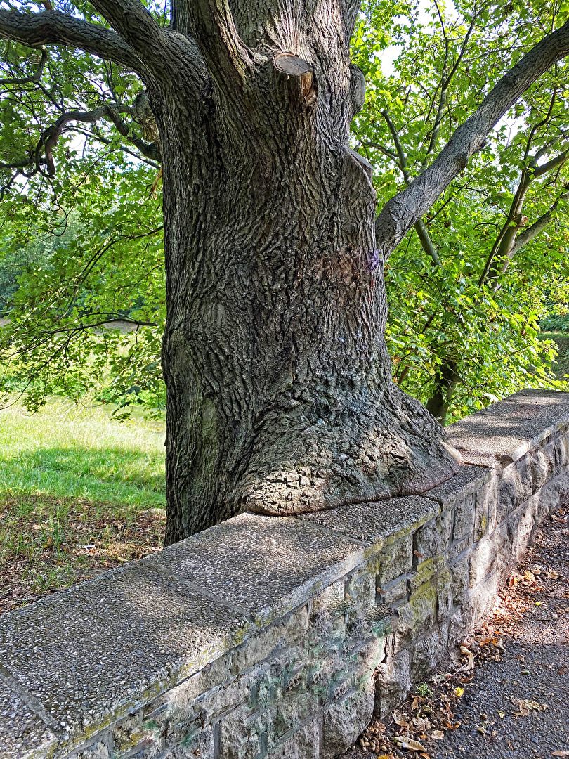 Der Baum ist schon älter, er muss sich auch mal setzen...