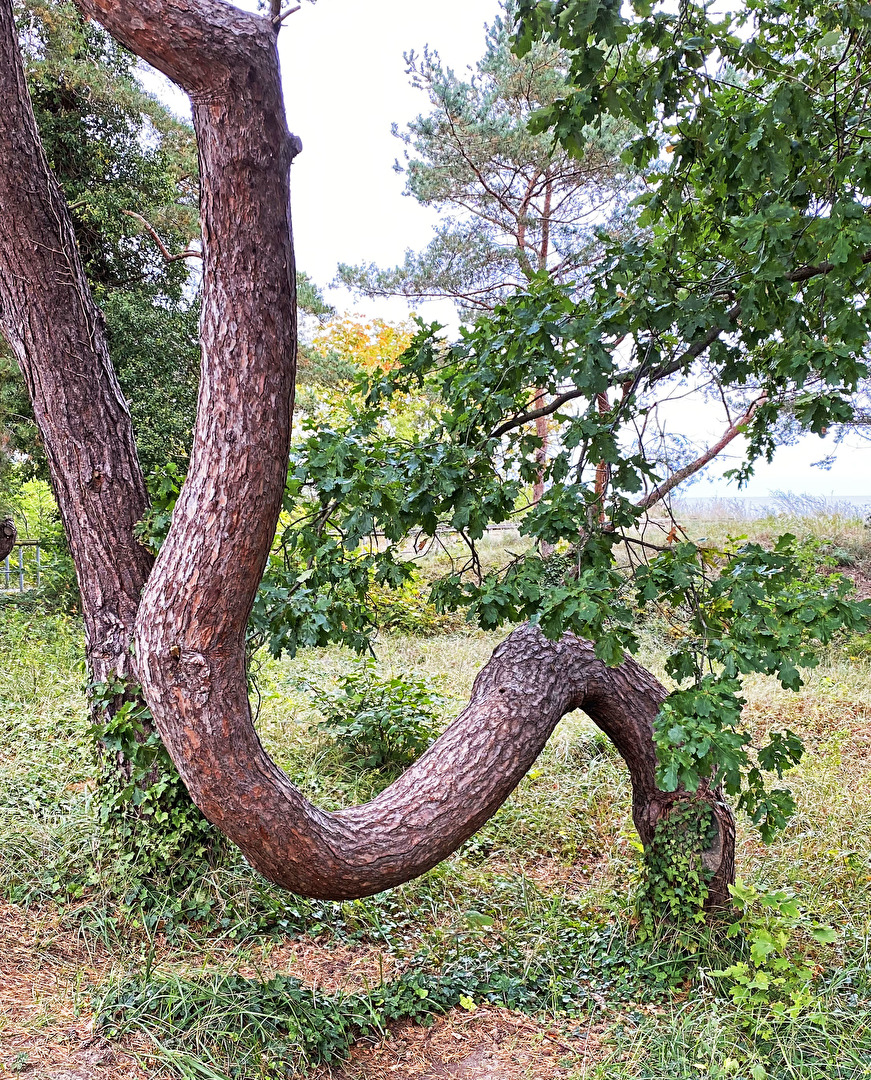 Baum   Verrenkungen