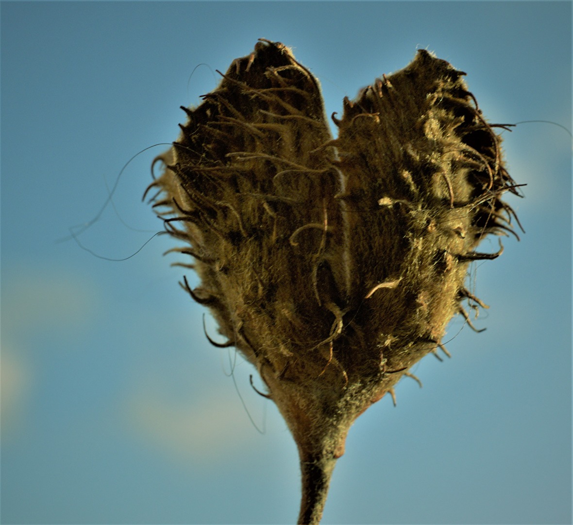 Frucht aus dem Langhaarhundefell