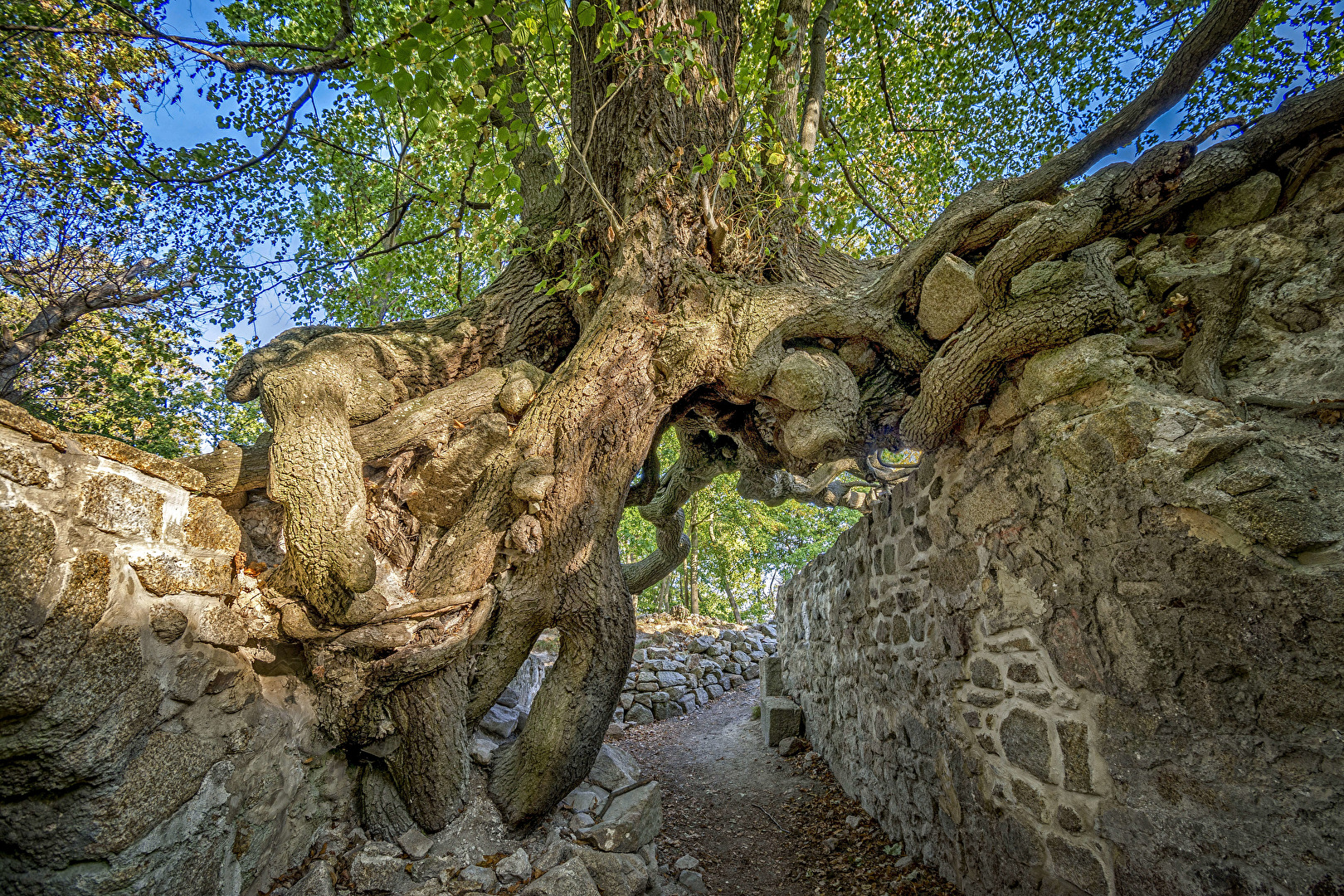 Hexenbaum, Ruine Lauenburg bei Stecklenberg