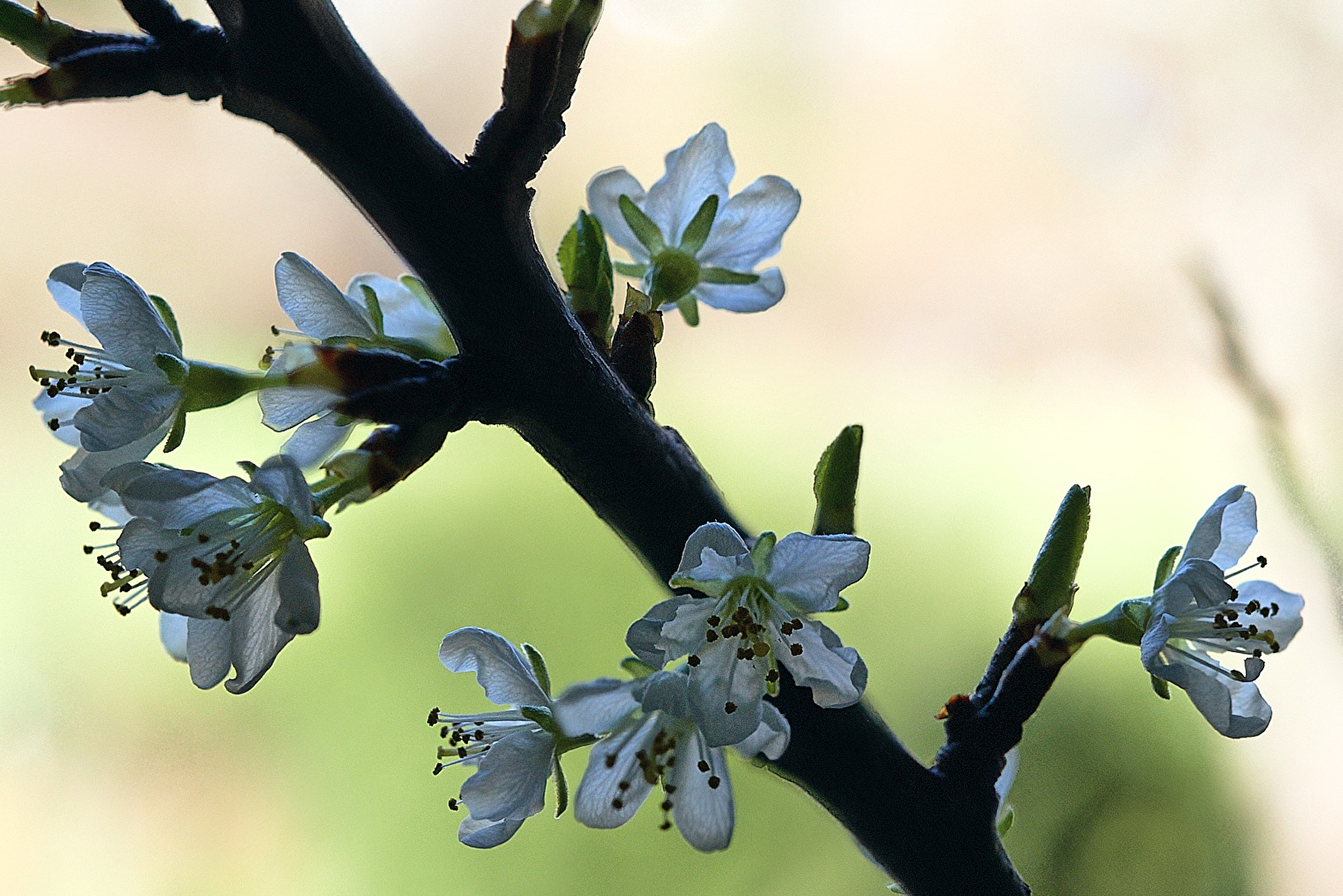 Pflaumenblüten