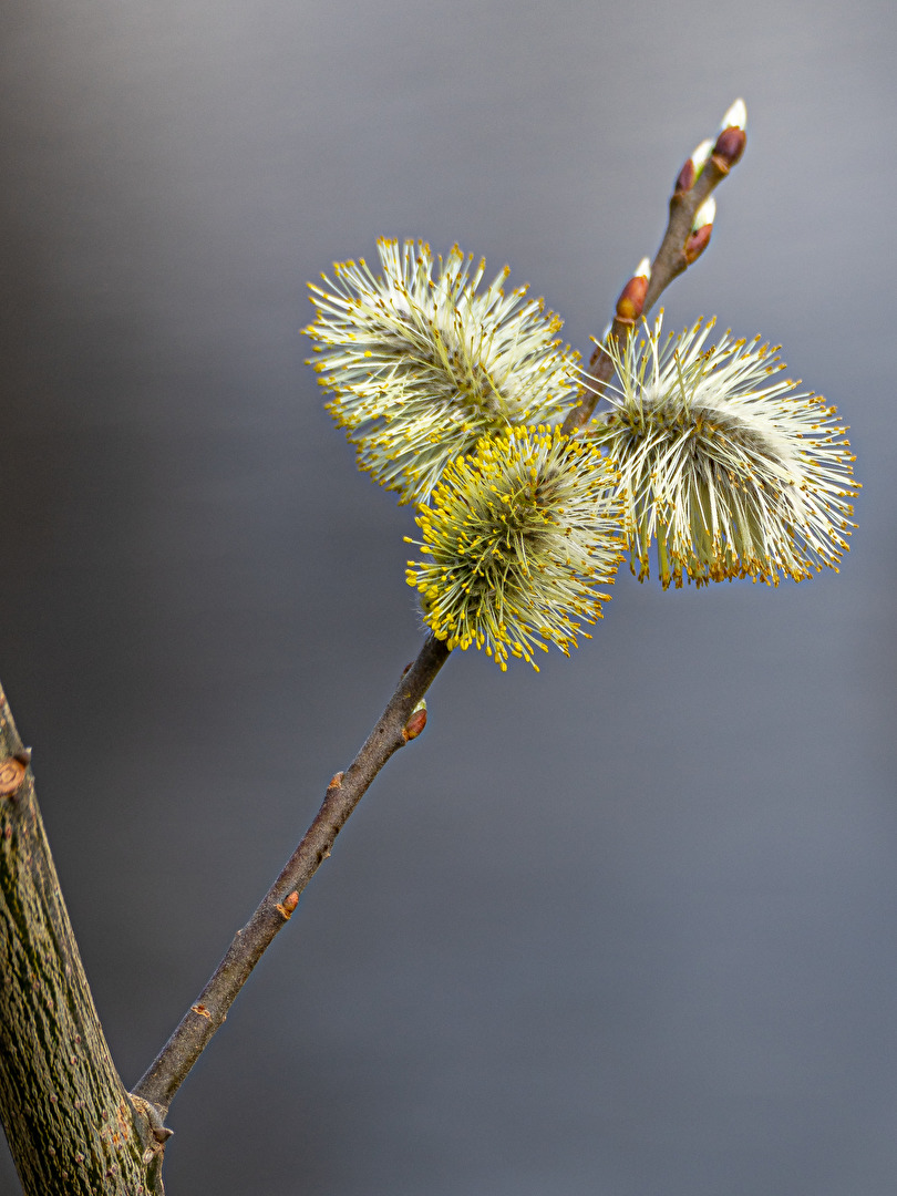 Weidenkätzchen