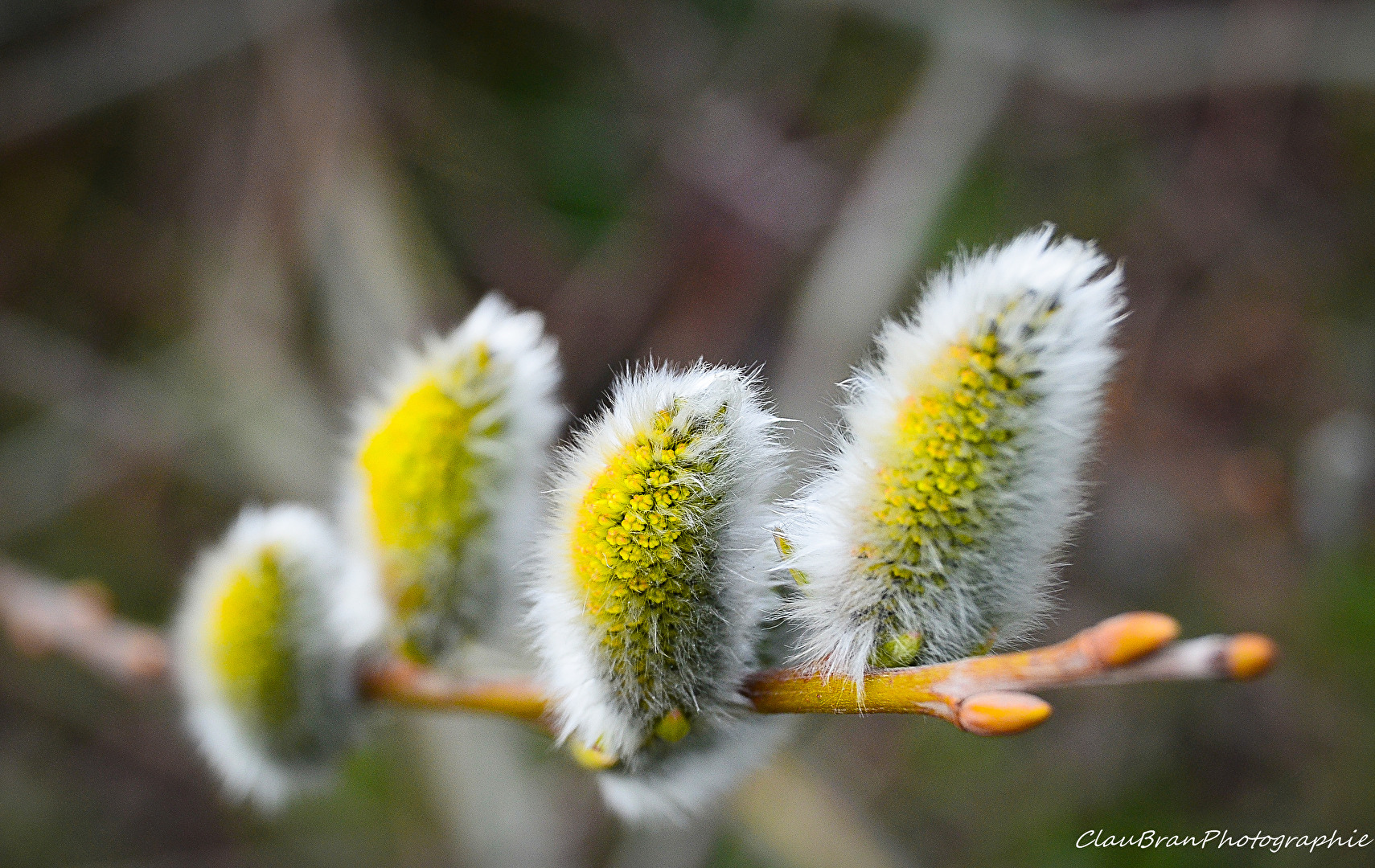 Weidenkätzchen