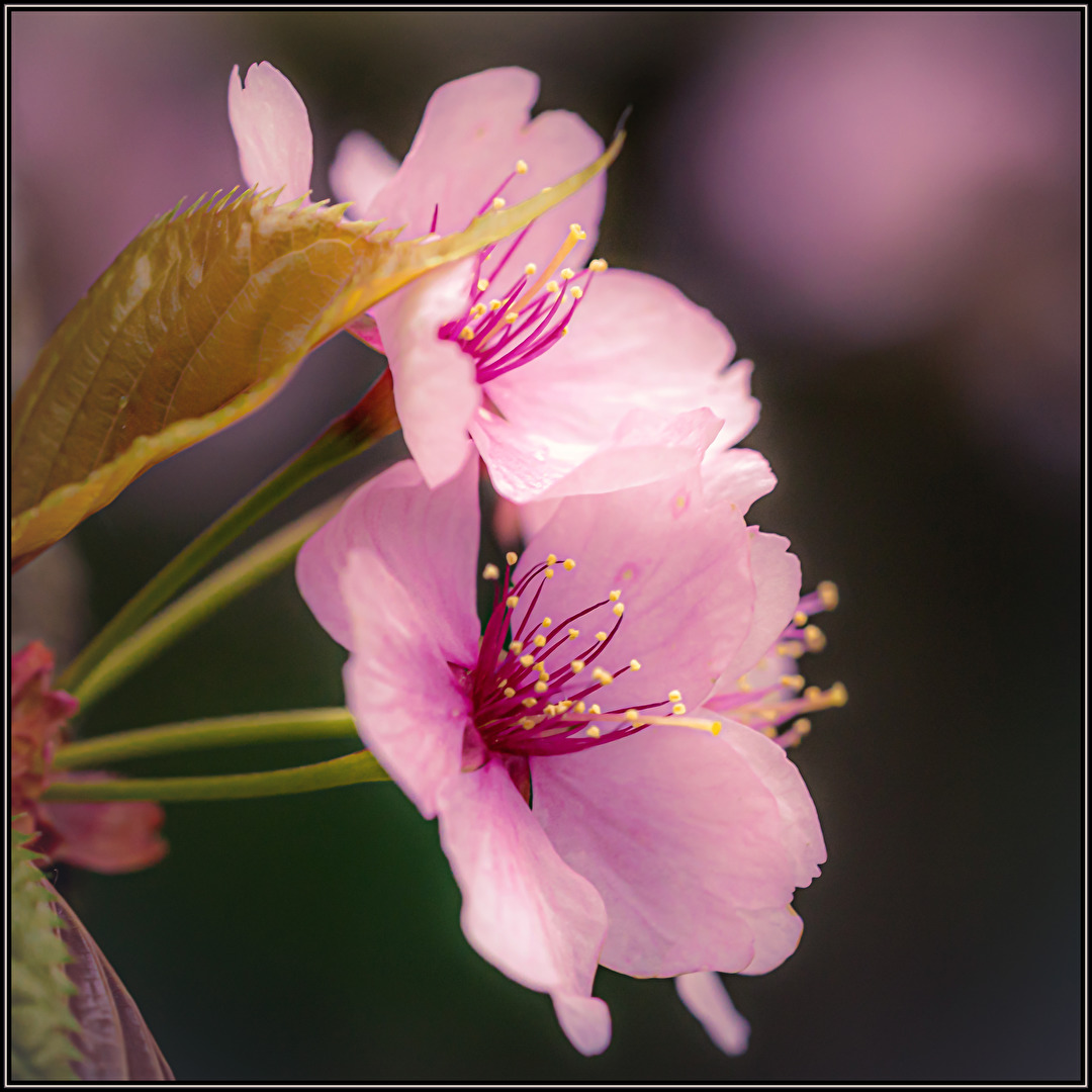 Japanische Kirschblüte