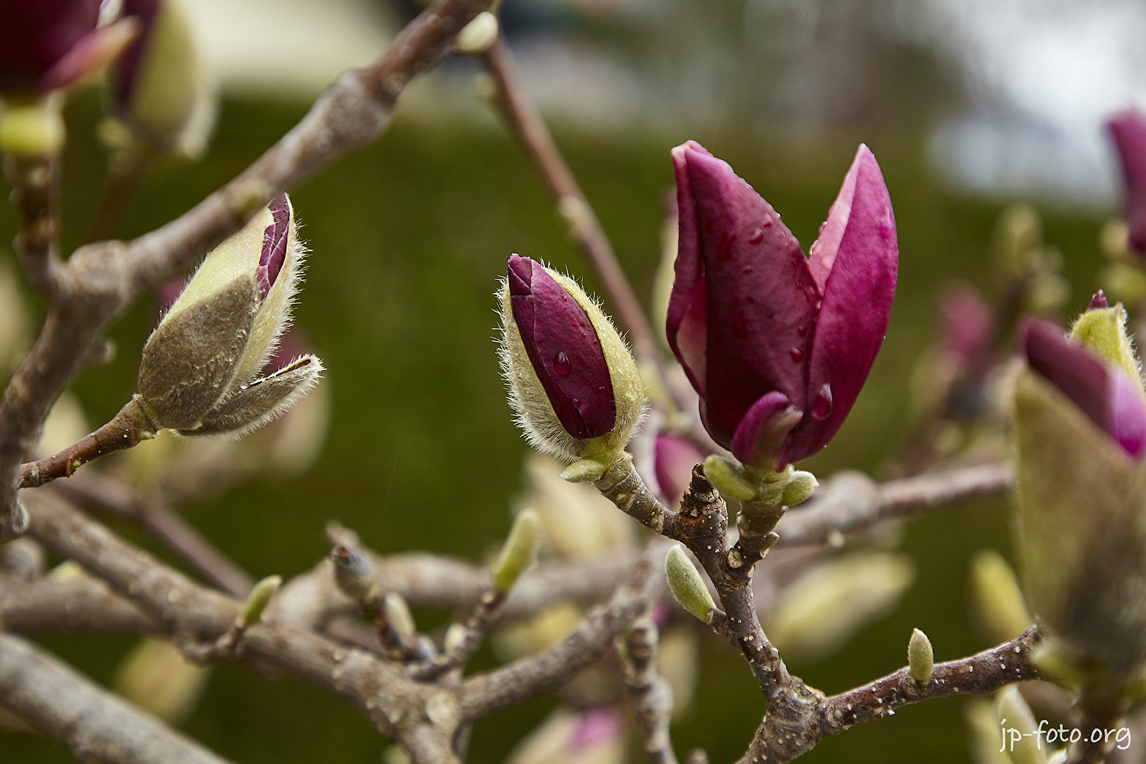 Magnolien März 2019