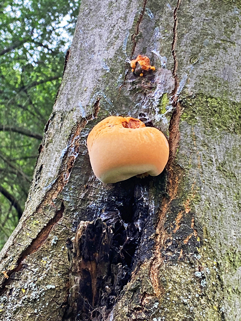 Gibt es hier einen Biologen oder Pflanzen- bzw. Insektenkundler, der mir sagen kann, was ich da heut