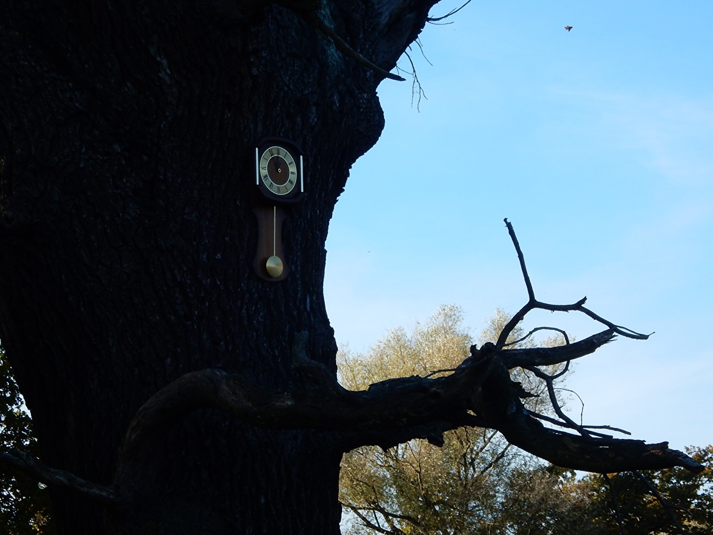 das hast du noch nicht gesehen, eine Uhr am Stamm