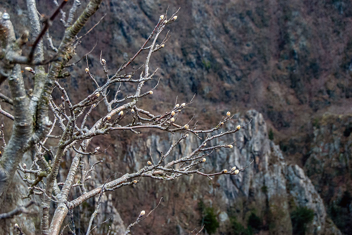 Frühlingserwachen in der Schlucht