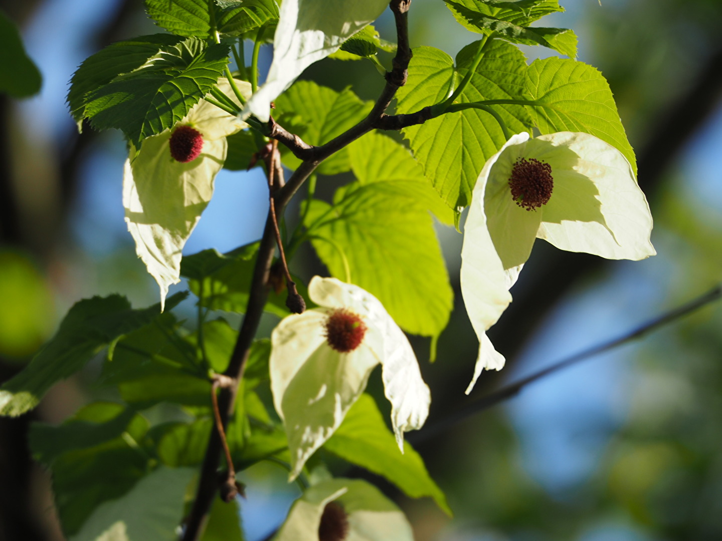 Der Taschentuch baum
