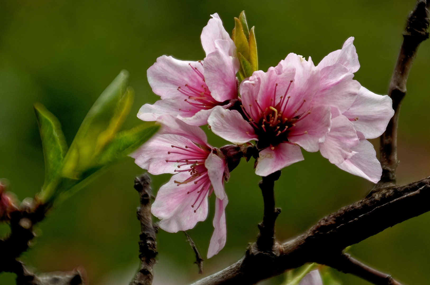 Mandelblüte