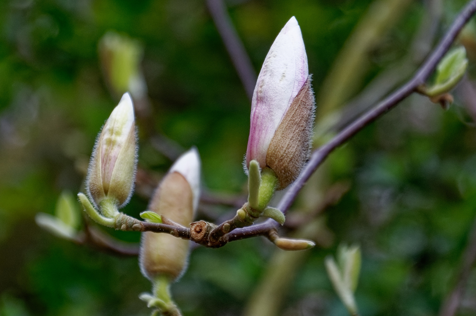 Magnolieblüte