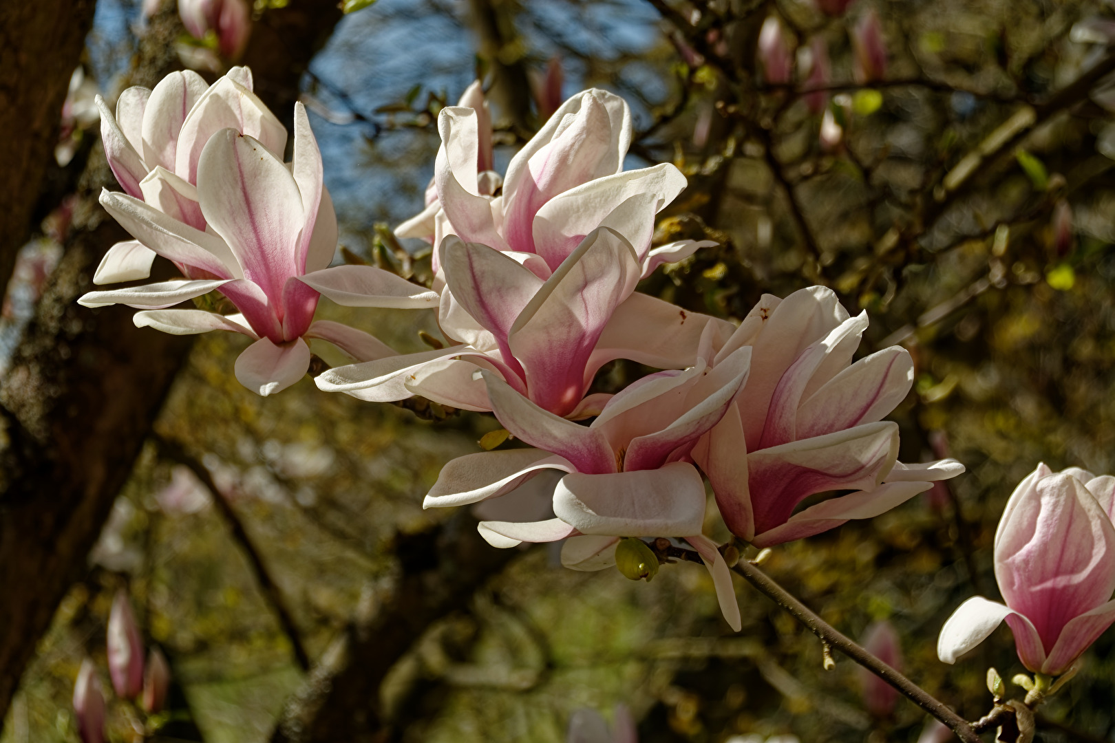 Magnolienblüte