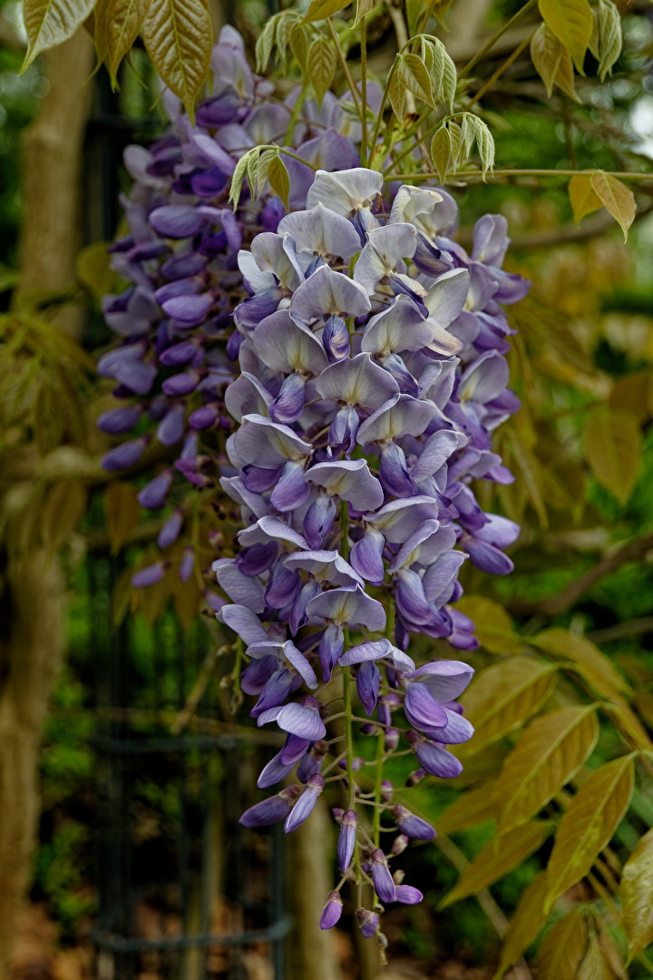 Blüte vom Blauregen Baum