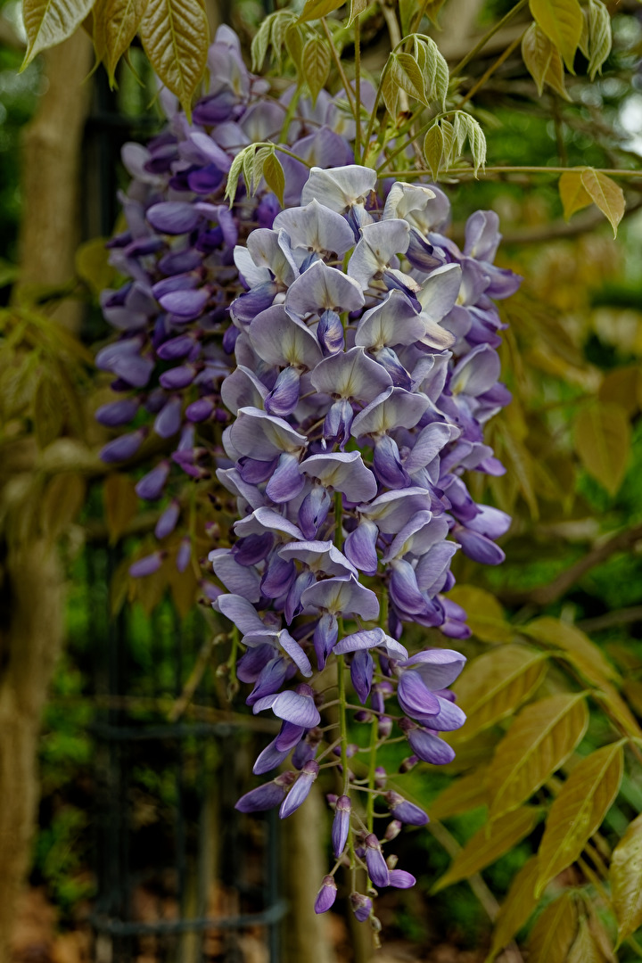 Blüte vom Blauregen Baum