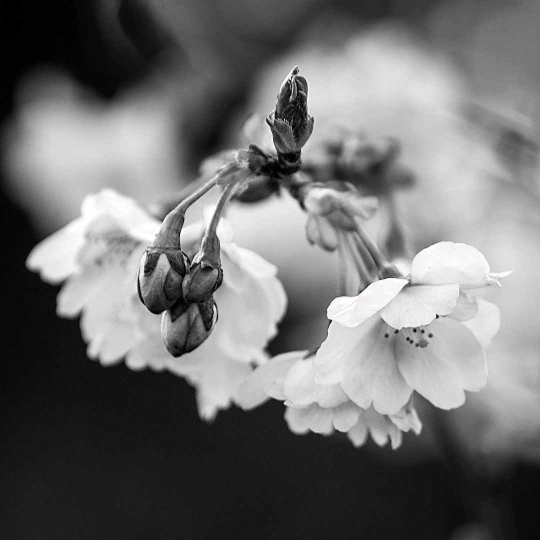 Knospen, Triebe, Blüten,...