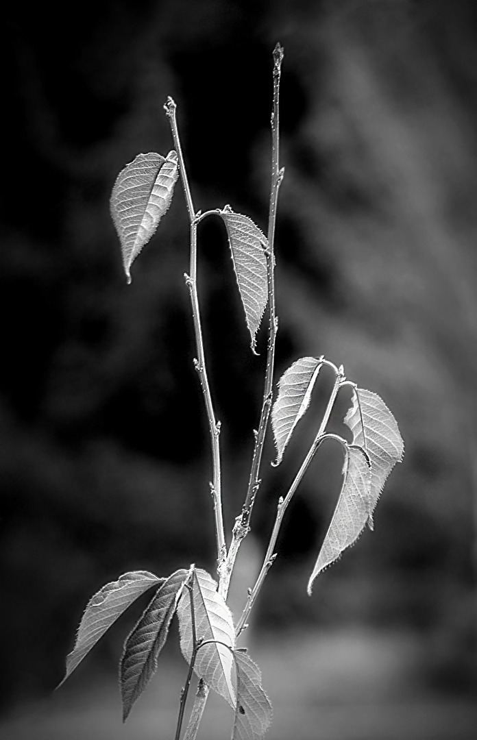 Der übriggebliebene Rest...