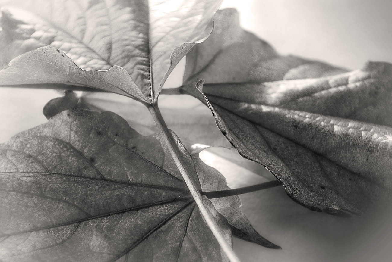 Strukturen Laub