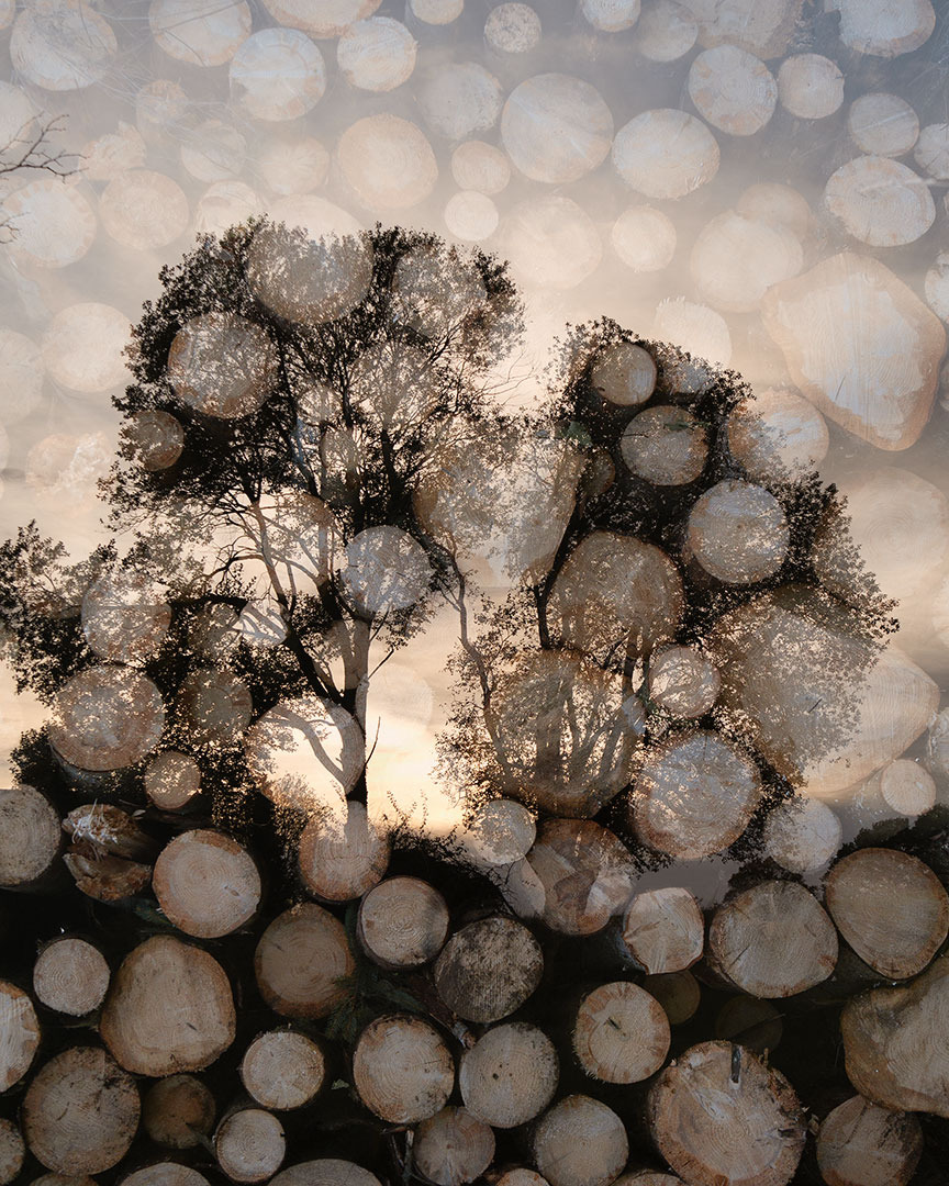 Holzstapel und Bäume - eine Doppelbelichtung